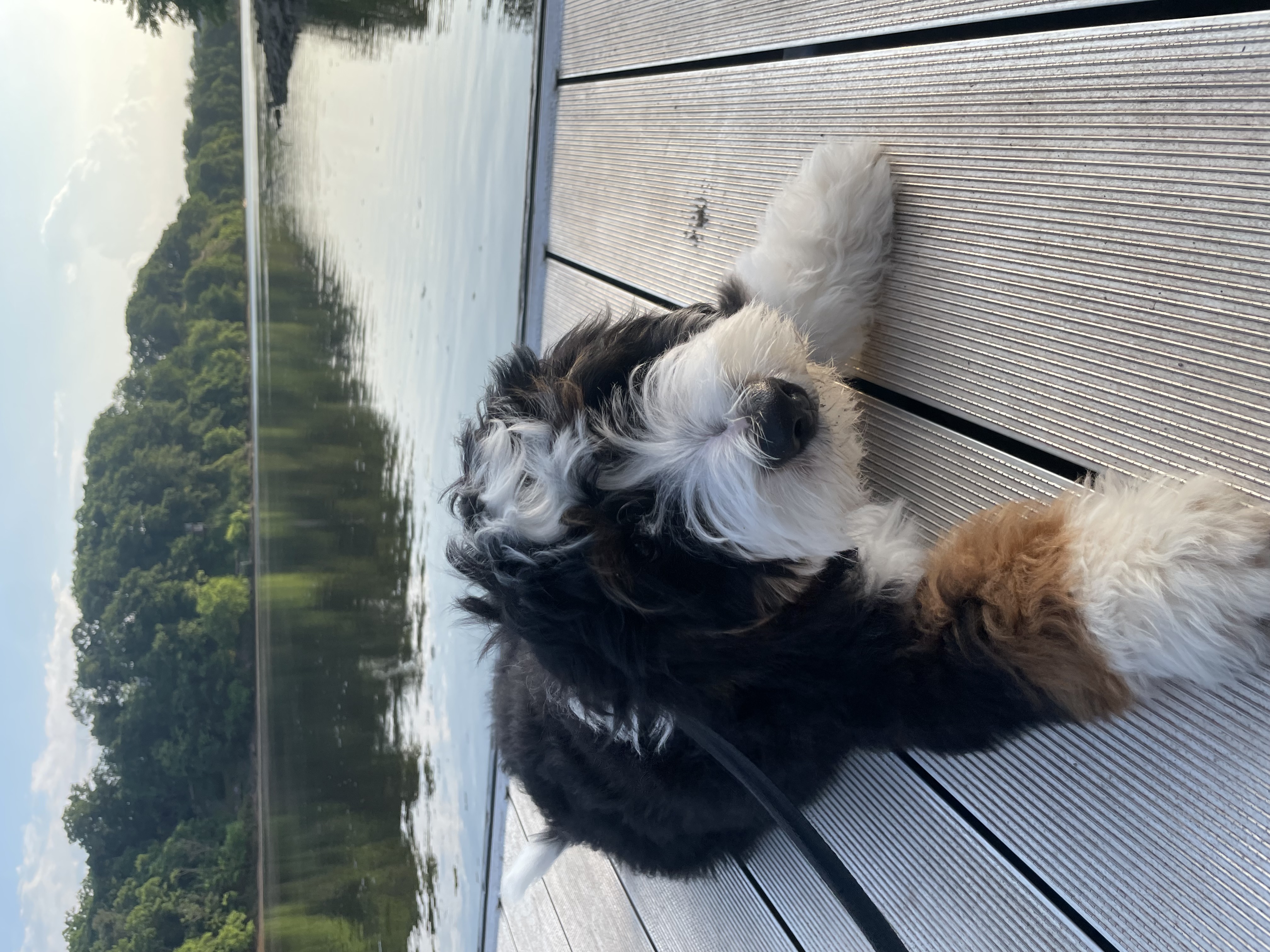Dog relaxing by the lake